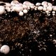 Paardenstront en stro - waarom eten champignons hun koningsmaal niet op?