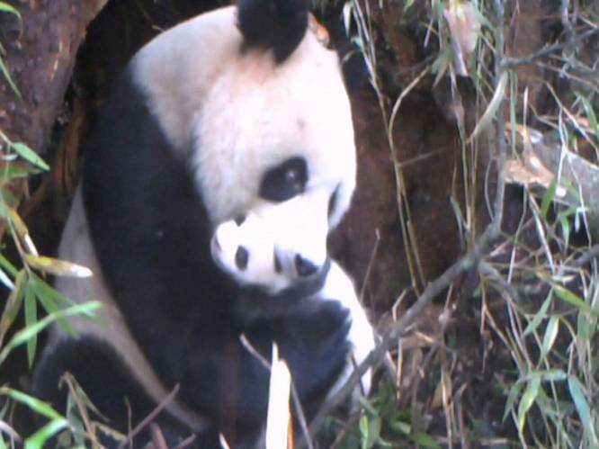 KIJK. Infraroodcamera’s tonen twee pasgeboren wilde reuzenpanda’s in Chinees natuurpark