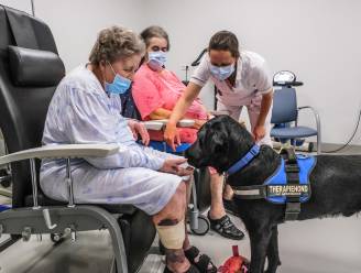 Maak kennis met eerste therapiehond van AZ Groeninge: “Embrasse is zo graag gezien, hij maakt patiënten gelukkiger”