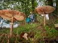 Door regen schieten paddenstoelen uit de grond: ‘Ieder jaar komen er tachtig nieuwe soorten bij’