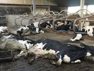 Veeteler verliest 184 runderen aan botulisme: “Dat leed in mijn stal: dat is onbeschrijflijk”