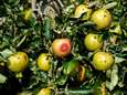 Fruitsector kent omzetverlies van 11,7 procent: door hitte kelderden appelprijzen met 51 procent