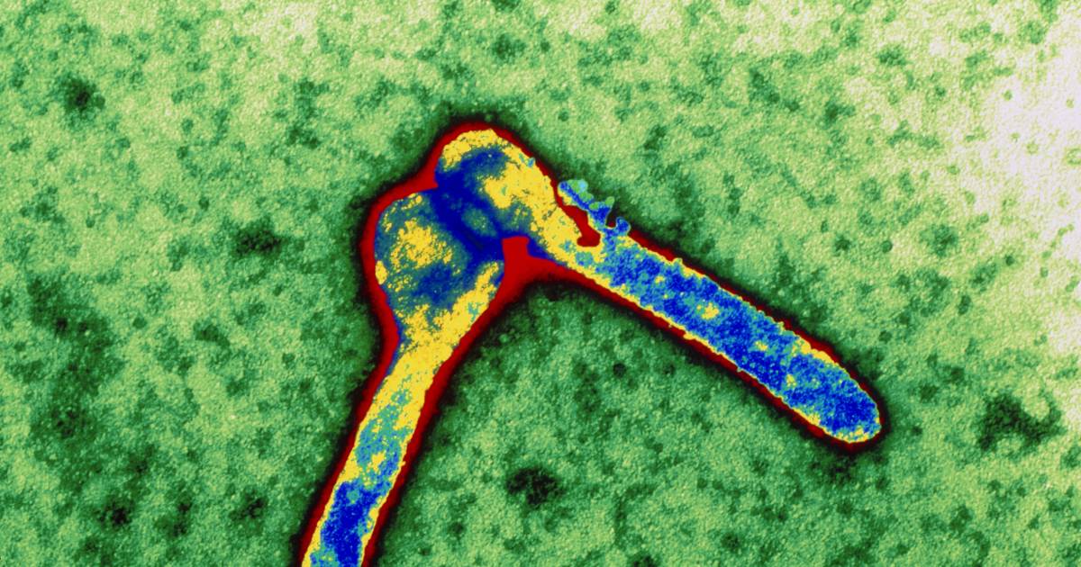 L’OMS avverte del virus mortale di Marburg in Africa |  al di fuori