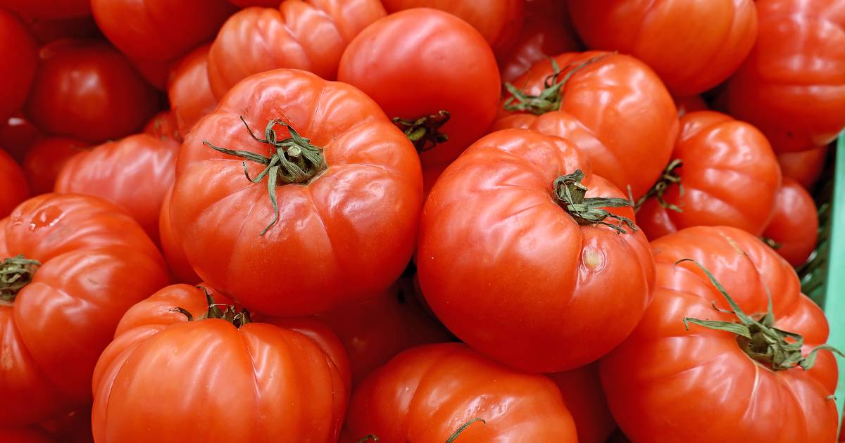 Цены на энергоносители угрожают местному выращиванию помидоров: «Фламандские помидоры почти не перезимовывают» |  цены на энергию