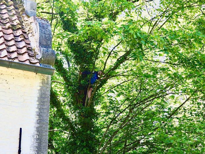 De papegaai-eigenaar zit zelf vast in de boom.