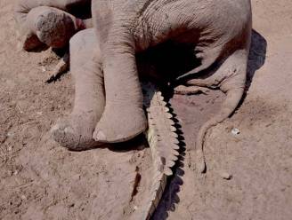 Bizarre foto van dode olifant op verpletterde krokodil roept tal van vragen op: hoe is dat gebeurd?