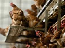 Vogelgriep geconstateerd bij pluimveebedrijf in Uithuizen, 10.000 dieren geruimd