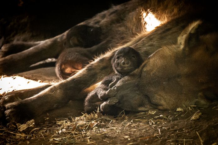 De pasgeboren gevlekte hyena's van ZOO Planckendael