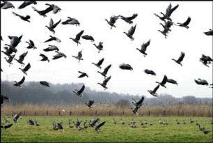 Grauwe ganzen zijn volgens Europarlementariër Annie Schrijer-Pierik uitgegroeid tot een plaag. Foto: Flip Franssen/Hollandse Hoogte