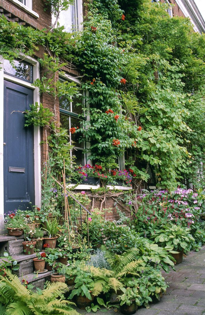 Geveltuin aanleggen? Veel gemeenten steunen de aanleg van gevelgroen en boomspiegeltuintjes. Check dus de site van de lokale overheid.