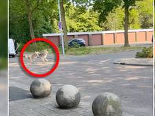 Onrust bij winkelcentrum in Apeldoorn: ‘Snel naar binnen! Er zijn wolven’