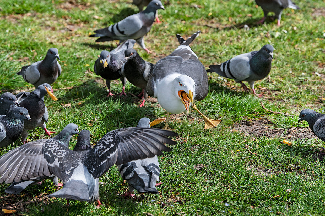 Begin april: duiven met frietjes hebben een meeuw afgetroefd. Beeld Guus Dubbelman / de Volkskrant