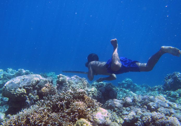 Een duiker van de Bajau jaagt onder het water op vissen nabij Indonesië, met een houten duikbril en traditionele speer.