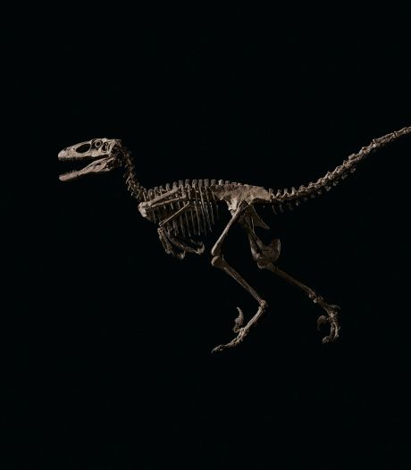 L’un des squelettes qui a inspiré “Jurassic Park” adjugé ... 12 millions de dollars aux enchères