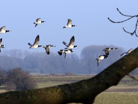 40 ganzen met symptomen van vogelgriep gevonden in polder bij Nijkerk: ‘Inslapen is de enige optie’