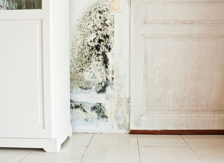 Schimmel op de muur. Beeld Getty Images