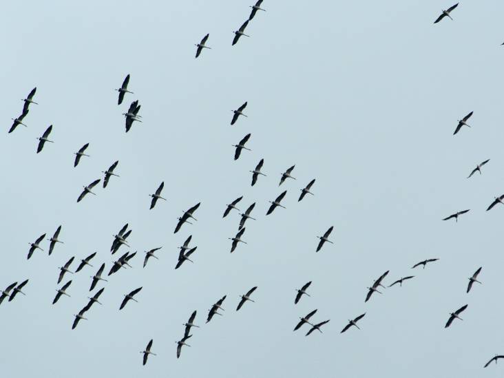 De kraanvogels komen eraan!