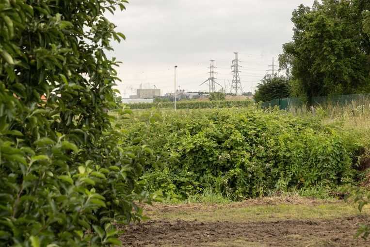 Een fruitkwekerij in de buurt van 3M. Beeld BELGA