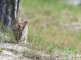 Dierenarts uit Eindhoven voorziet slachting helft van wilde konijnen door virus