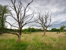 Brabantse natuur roept nog altijd om hulp, vooral zorgen om heide en eikenbossen