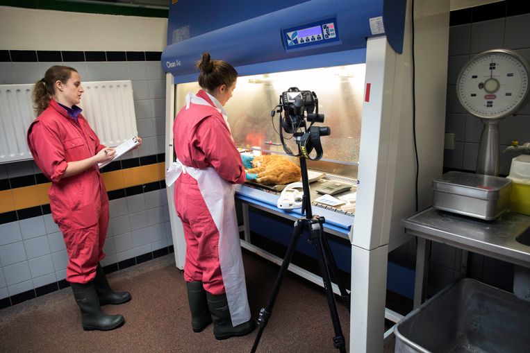 Wie zijn kat schopt, komt daar (nu nog) mee weg - Trouw