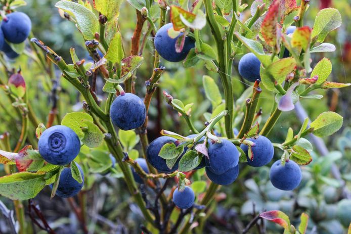 Vaccinium ‘Berrybox’.