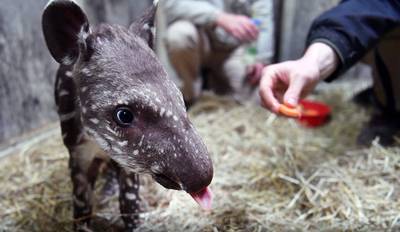 Nieuwe huisdierenlijst deugt niet, oude blijft geldig