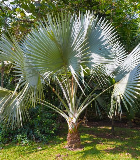 wil het tuincentrum meer insecten of bladluizen in de tuin wonen destentor nl