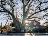 Berkelland past regels aan: ‘Kapvergunning goedkoper, maar bomen niet vogelvrij’