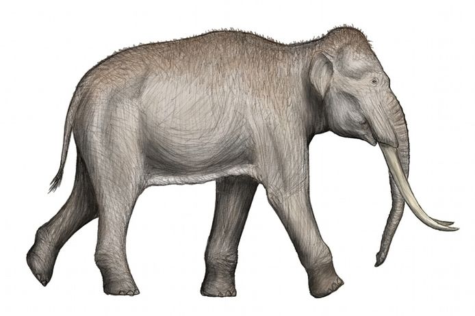 Een artistieke weergave van de Palaeoloxodon antiquus, de reusachtige en uitgestorven olifantensoort waarop Neanderthalers in groep jaagden.