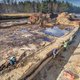 Zeldzame vondst: 13 duizend jaar oud bos verstopt onder veen