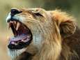 Regering Zuid-Afrika wil einde aan leeuwenfokkerij