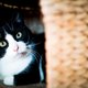 ‘Beter presteren op Citotoets dankzij kattenfilmpjes’- Klopt dat wel?