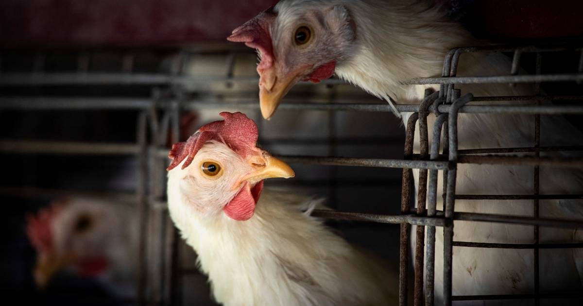 Ragazza cambogiana (11) muore di influenza aviaria |  al di fuori