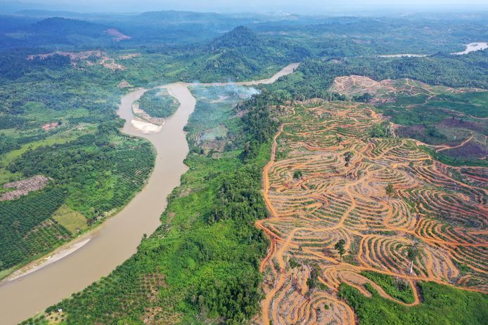 Ontbossing voor palmolieplantages in Indonesië.