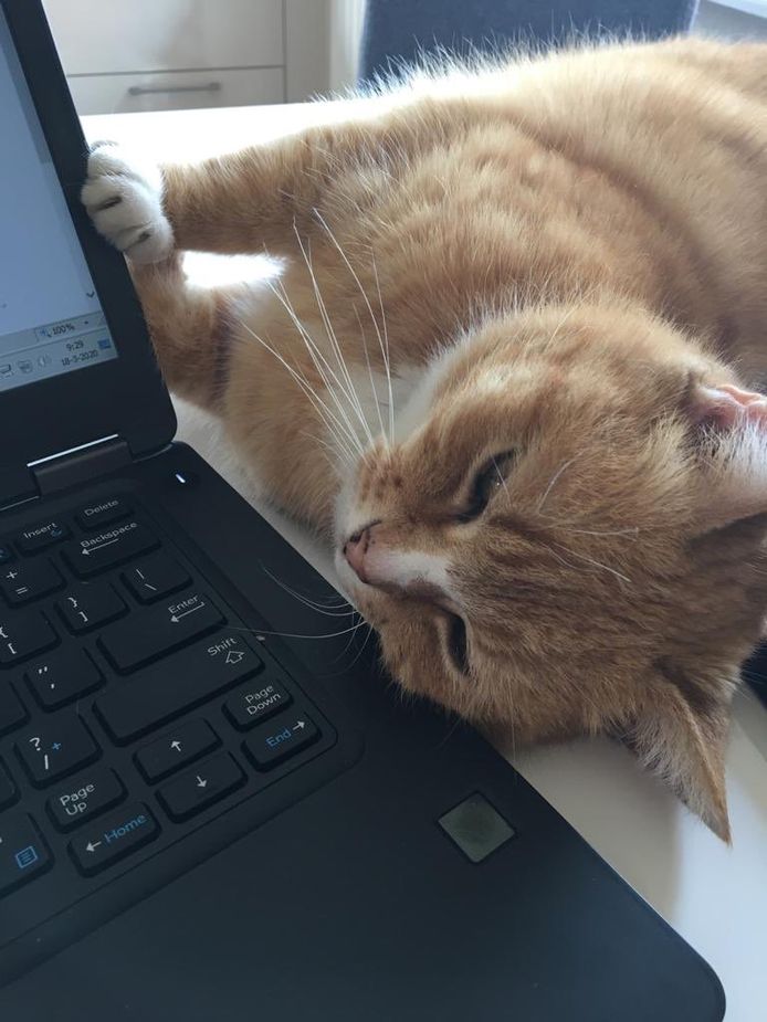 Deze kat gluurt even mee of alles wel goed gaat op de laptop.