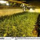 Cannabisplantage met 850 planten ontdekt in Sint-Jans-Molenbeek