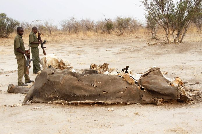 De olifanten stierven in Hwange National Park, de meeste van hen in de buurt van opgedroogde waterputten.
