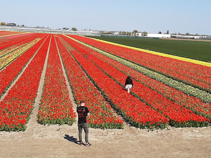 Deze kijkers lopen bij Bilderdam ook tussen de tulpen.