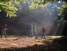 Zin in een wandeling? In deze provincies vind je het meeste bos