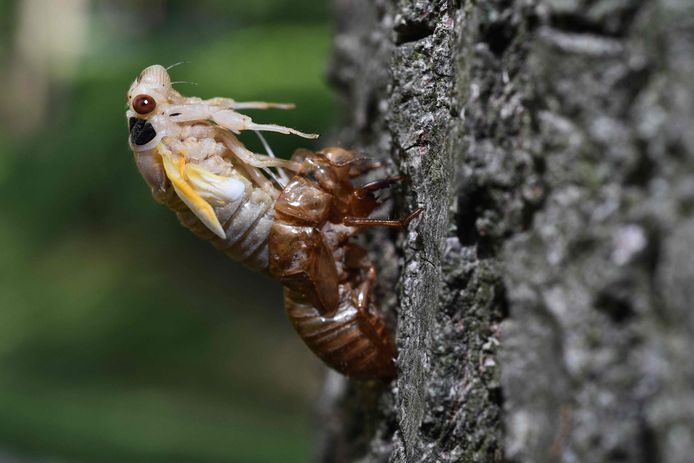Een cicade van 'Broedsel X' kruipt uit de larvenhuid en vervelt tot een volwassen exemplaar.