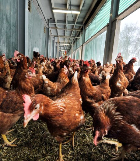 Brabant koopt Bergeijkse pluimveehouder uit, andere piekbelaster haakt op laatste moment af