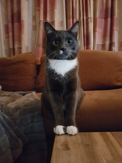 Kattenhaat of gewoon verdwaald?