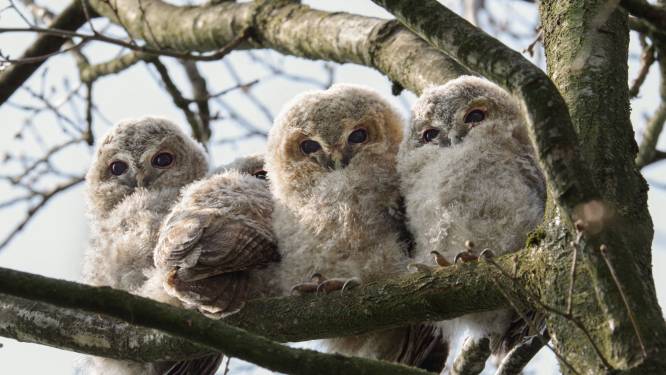 Capelle wordt steeds meer een vogelstad (maar dan moet er wel gestopt worden met snoeien van groen)