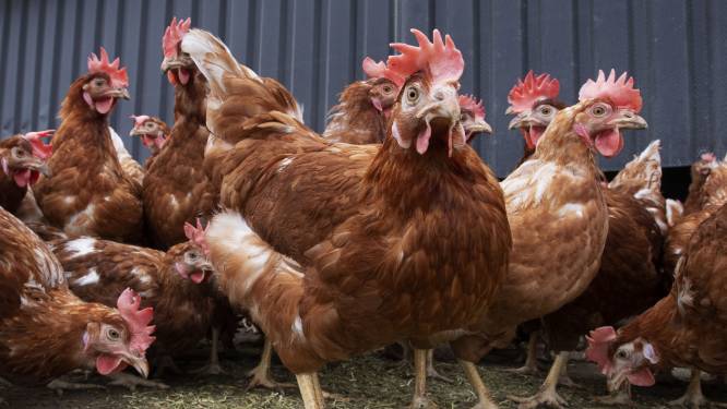Vaccins tegen vogelgriep effectief: R-getal van 0 in eerste proef