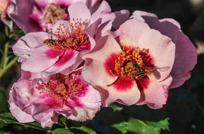 De rozen staan volop in bloei, in de publieke tuin op Hoog Kortrijk