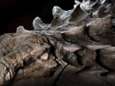 Gemummificeerde dino ontdekt: huid en ingewanden intact