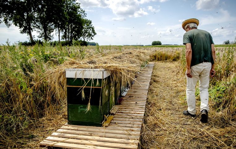 Een imker bij de gewraakte bijenkasten in de Biesbosch.  Beeld Sander Koning / ANP