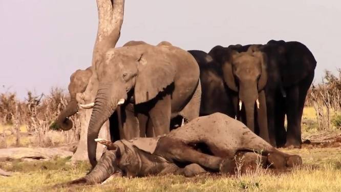 Olifanten weigeren dode soortgenoot achter te laten