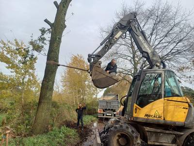 Door storm gevelde bomen in Heukelom terug op hun plek gezet: ‘De kans dat ze opnieuw omwaaien is he